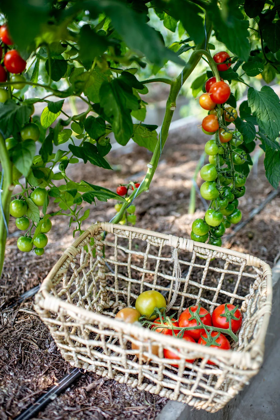 Ganado y Carnicas Extremadura